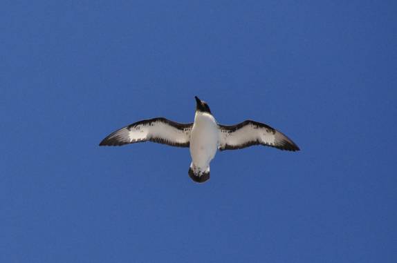 O belo Great Shearwater (Pardela de Bico Preto) sobrevoa o Sea Spirit um dia antes de chegarmos às Ilhas Malvinas